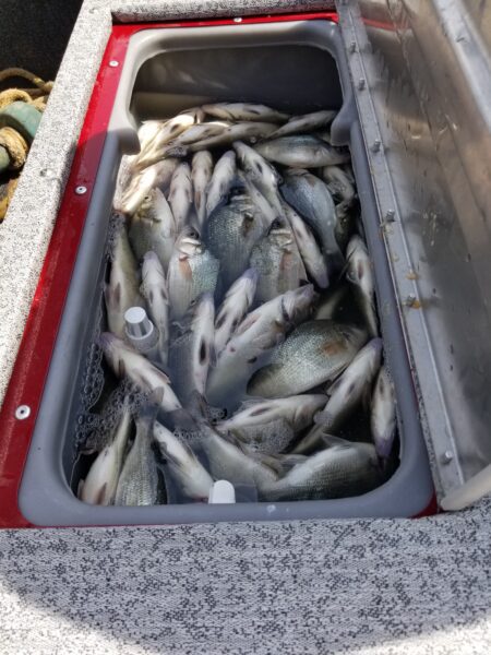 59 White Perch in 3 hours