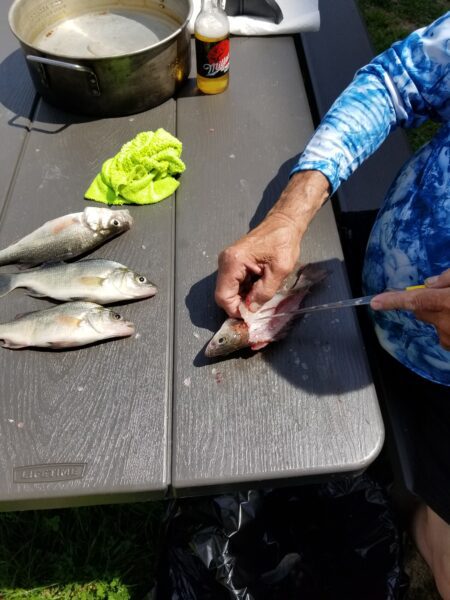 Filleting the White Perch